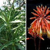 Aloe kedongensis (Kenya)